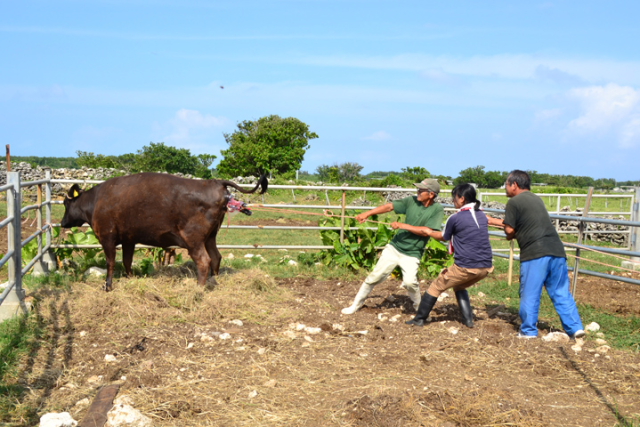黒島で牛の出産に遭遇！
