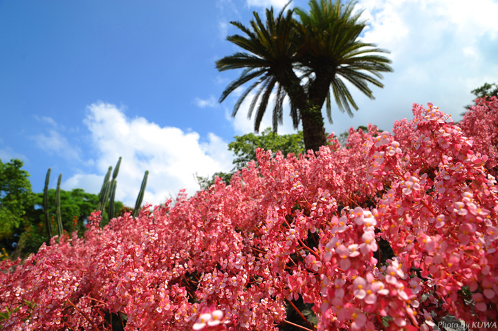 南国沖縄の美しい花々を楽しもう！おすすめスポット