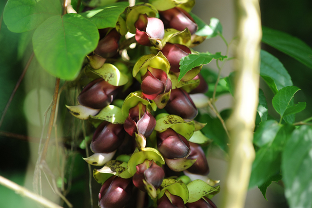 ４年ぶりに開花・沖縄の幻の花「イルカンダ」を見に行こう！