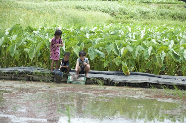 風の人、土の人、沖縄の田んぼで人をつなぐ人