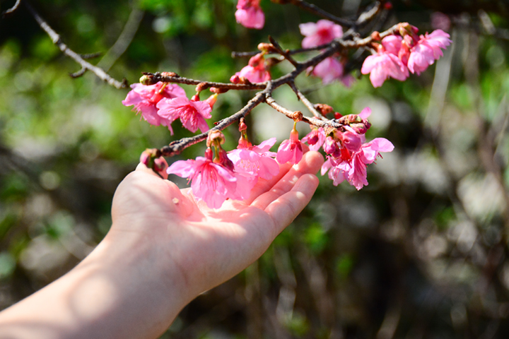 ふくよかな蕾が弾け、桜の花も満開。そんな沖縄から、子どもと巡る今帰仁（なきじん）ぶらり旅をご紹介。