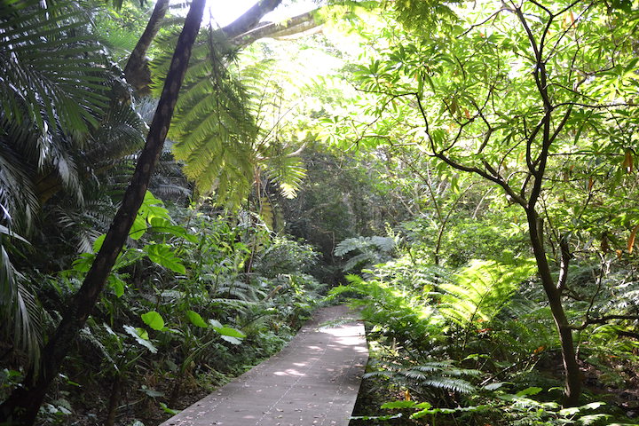 石垣島 バンナ公園内にこんな滝が！