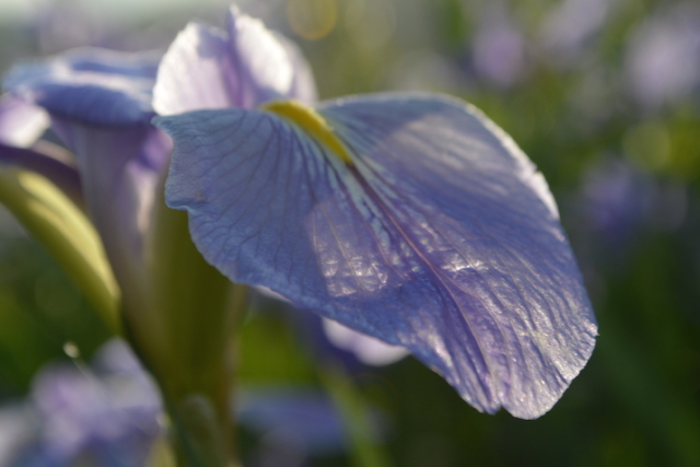 見渡す限り薄紫、喜如嘉を染める。うりずんの花、オクラレルカ