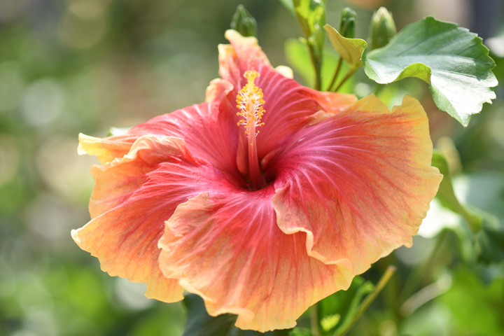 2024年版 色鮮やかな沖縄の花をご紹介！おすすめスポットも。